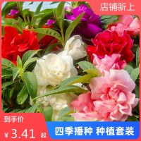 重瓣凤仙花种子古达籽学生种植套装四季播开指甲花盆栽室内外阳台庭院
