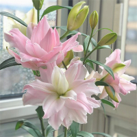 香水百合花种球盆栽古达花卉室内室外四季好养活植物种子郁金香土水培