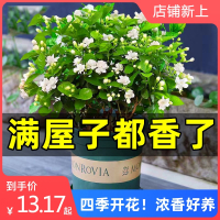 浓香茉莉花苗盆栽带花苞栀子花古达卉植物室内好养绿植九里香四季开花