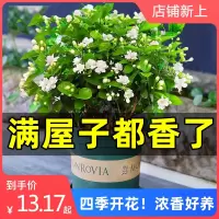 浓香茉莉花苗盆栽带花苞栀子花古达卉植物室内好养绿植九里香四季开花