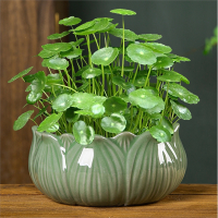 粗陶睡莲铜钱草碗莲古达水培花盆陶瓷绿萝一叶莲室内大号紫砂水养花缸