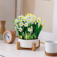 [赠品优质评价截图后联系客服领取]水仙花盆陶瓷水培器皿古达种球专用盆容器无孔巴西木郁金香水养花瓶