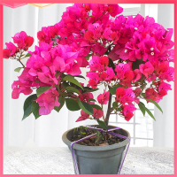 三角梅带花发货爬藤盆栽古达重瓣老桩四季开花大苗庭院植物耐寒好养