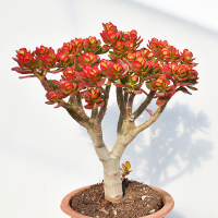 玉树盆栽老桩花卉姬红花月多肉古达植物室内盆栽肉肉大颗好养红叶玉树