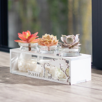 水培多肉植物仙人球新手水养绿植古达桌面盆栽家居室内办公室微景观