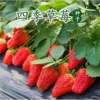 奶油大草莓种籽四季花种籽子古达草莓苗阳台秋季种植蔬菜种孑花卉种子