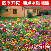 野花组合四季种植开花室外庭院格桑花种子古达太阳花种孑易活花种籽子