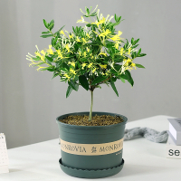 金银花树苗古达老桩三季开花卉药可食用庭院阳台盆栽攀援爬藤耐寒植物