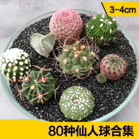 仙人球合集星兜组合套餐古达鸾凤玉多肉植物仙人掌盆栽开花