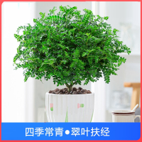 清香胡椒木盆栽古达花卉室内外草植物树苗老桩盆景九里香绿植