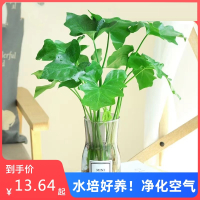 水培春羽盆栽古达办公室内客厅花卉水养大叶绿萝好养春雨绿植物