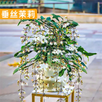 垂丝茉莉盆栽古达带花苞进口绿植室内花卉四季开花泰国垂吊植物大苗