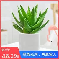 芦荟大盆栽古达美容植物办公室内多肉绿植物四季好养花卉仙人掌