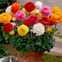 花毛茛种球重瓣洋牡丹花苗古达室内室外四季开花易活花卉盆栽种根