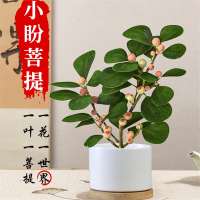 小盼菩提树盆栽古达带果植物室内花办公室绿植盆景客厅禅意摆件好养活