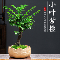 小叶紫檀盆景绿植盆栽古达室内办公室桌面花卉树苗植物老桩四季好养活