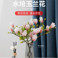 水培花卉古达白玉兰干枝带花苞鲜花植物室内鲜切好养浓香型雪柳开盆栽