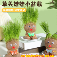 草头娃娃创意小盆栽古达办公室桌面可爱植物趣味长草娃娃儿童水培绿植