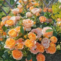 玫瑰花苗带花苞浓香花卉观花绿植物盆栽古达庭院阳台大花月季蔷薇四季