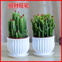 多肉植物仙人掌仙人球盆栽古达肉肉办公室内桌面绿植小盆栽