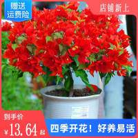 重瓣三角梅盆栽大苗古达带花老桩室内外爬藤植物耐寒梅花卉四季开花