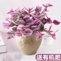 油画婚礼吊兰大棵多肉锦紫露兰桌面花卉室内阳台绿植盆栽水培植物