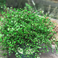 千叶吊兰盆栽古达观叶植物面包烘焙糕点装饰蛋糕点缀垂吊绿植四季常青