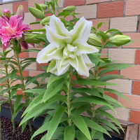 百合花种球古达香水百合四季开花好养易活室内花卉鲜花盆栽花种子