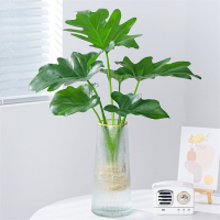 春羽水培植物盆栽古达室内绿植净化空气花卉四季好养办公室桌面小天使