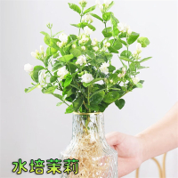 水培茉莉花盆栽古达室内水养观花植物室内绿植花卉桌面好养易活浓香花