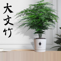 大文竹盆栽古达植物室内大型盆景四季常青绿植花卉好养种易活