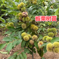 板栗苗树古达嫁接地栽南方北方种植大红袍当年结果特大板栗树果树果苗