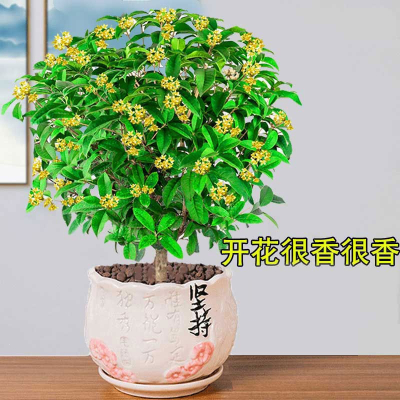 桂花盆栽古达月桂四季开花卉植物室内花金桂阳台树苗天香台阁净化空气