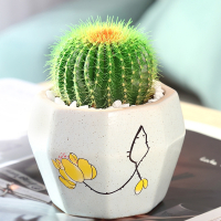 多肉植物古达仙人掌仙人球肉肉组合盆栽办公室内花卉好养桌面小绿植防