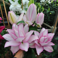 重瓣香水百合种球种子古达多苞带芽大球花卉绿植盆栽植物室内四季开花