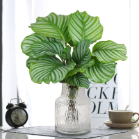 水培青苹果竹芋植物室内客厅水养盆栽古达办公室桌面四季好养观叶绿植