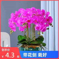 蝴蝶兰花苗盆栽古达带花剑文心兰花苞大苗办公室内客厅四季开花绿植物