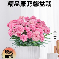 康乃馨盆栽古达花苗带花苞鲜花卉室内阳台绿植物好养活四季开花石竹花