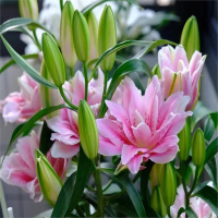 5颗香水百合种球四季开花古达阳台室内室外进口重瓣百合花卉盆栽植物