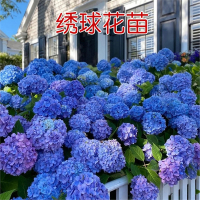 绣球花苗四季开花盆栽古达花卉绿植庭院阳台小苗带花苞四季树苗