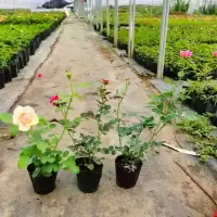 月季花苗小苗花卉盆栽古达蔷薇爬藤灌木浓香大全开花阳台楼顶庭院勤花