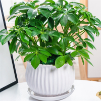 八方来财鸭脚木盆栽古达易活植物办公室内绿植七叶莲净化空气花