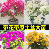 三角梅带花盆栽古达绿樱爬藤重瓣老桩四季开花大苗红樱安格斯庭院植物