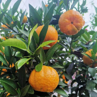 浙西衢州新鲜椪柑净重橘子新鲜蜜橘柑橘时令应季水果 10斤 精选椪柑