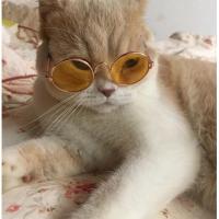 墨镜时尚圆框墨镜眼镜小猫打折宠物狗狗猫咪太阳镜可爱拍照
