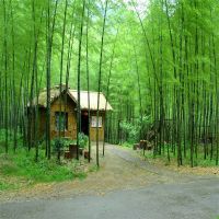 主播背景布墙纸装饰背景布快手拍视频外景新款竹林背景布|471 1.5米宽*2.5米竖副