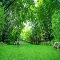 主播背景布墙纸装饰背景布快手拍视频外景新款竹林背景布|611 1.5米宽*2.3米竖副