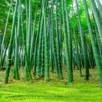 主播背景布墙纸装饰背景布快手拍视频外景新款竹林背景布|612 2米宽*1.5米横幅