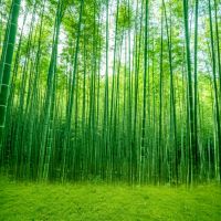 主播背景布墙纸装饰背景布快手拍视频外景新款竹林背景布|613 2米宽*2.5米(需要拼接)