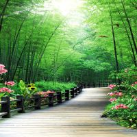 主播背景布墙纸装饰背景布快手拍视频外景新款竹林背景布|614 1.5米宽*2米竖副